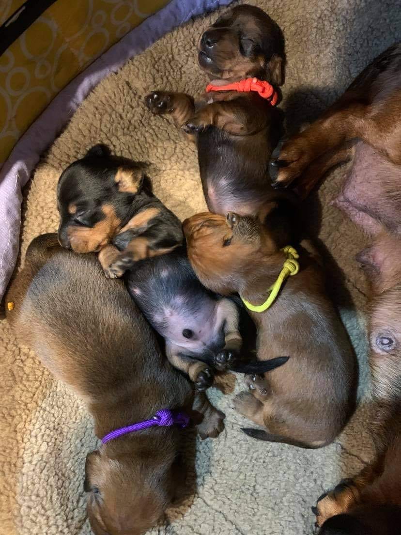 A litter of mini dachshunds