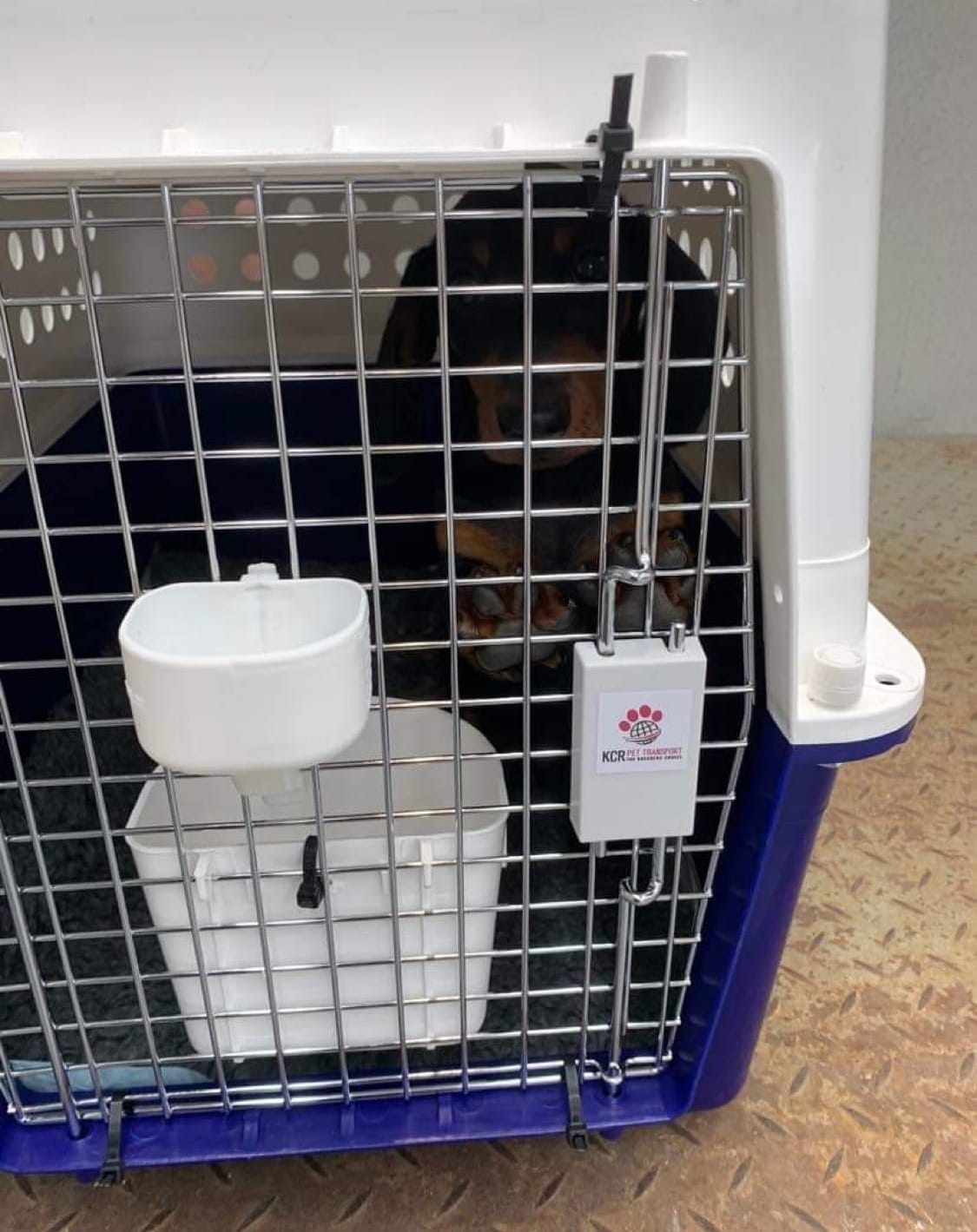 Miniature Dachshund in crate at CAPQ (Changi Animal and Plant Quarantine Station)