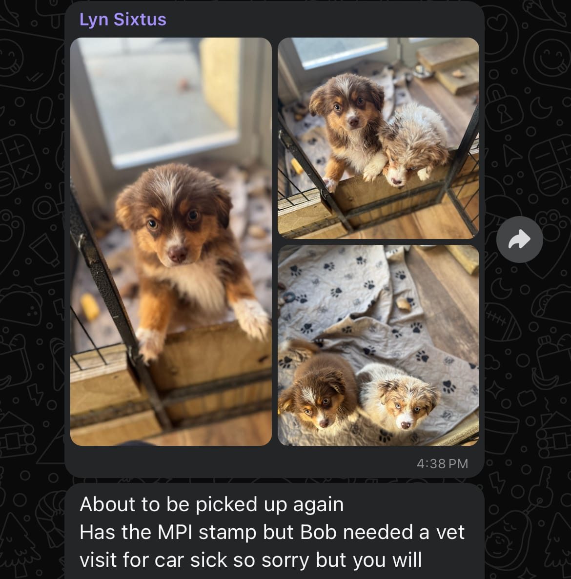 Lyn, Bob's breeder, updating his mother about his car sickness