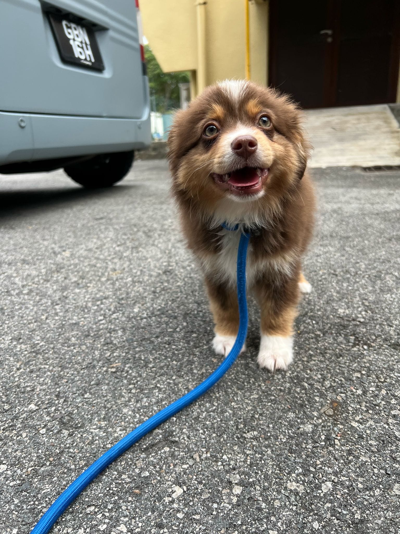 Bob, a Red Tri mini american shepherd, after a 10 hour flight to Singapore from New Zealand
