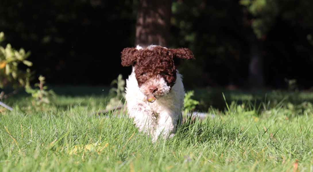 Lagotto Romagnolo puppy running in tall grass with a pear seed in her mouth