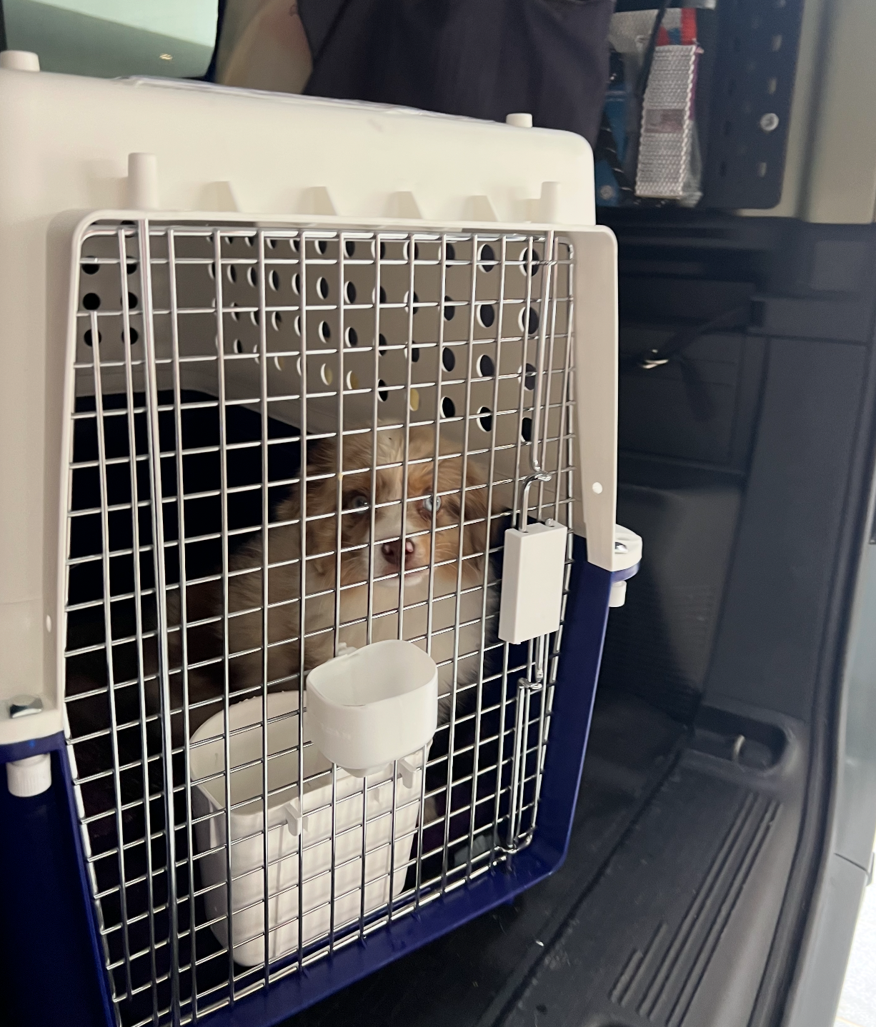 A red merle mini american shepherd in her travel crate